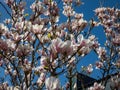 The saucer magnolia - Magnolia soulangeana (Magnolia denudata Magnolia liliiflora) flowering with large, early-blooming Royalty Free Stock Photo